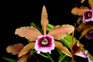 Cattleya tenebrosa Windflower AM/AOS 85 pts.